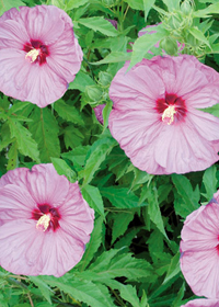 Hibiscus 'Berrylicious'